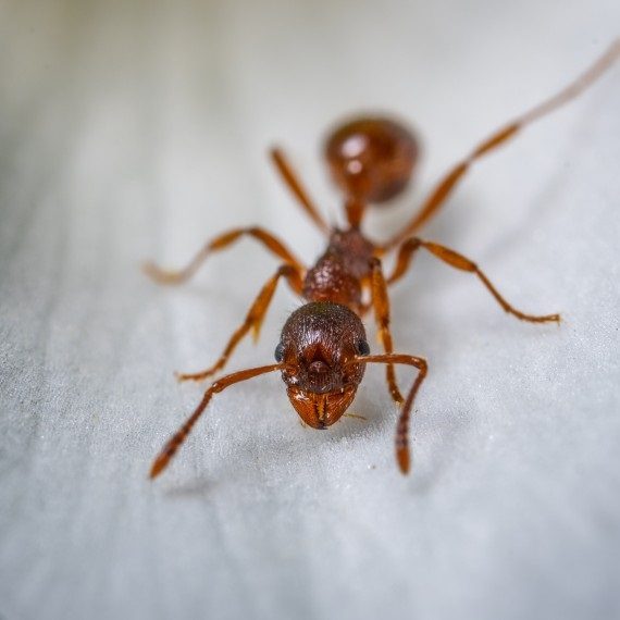 Field Ants, Pest Control in Southall, UB1, UB2. Call Now! 020 8166 9746