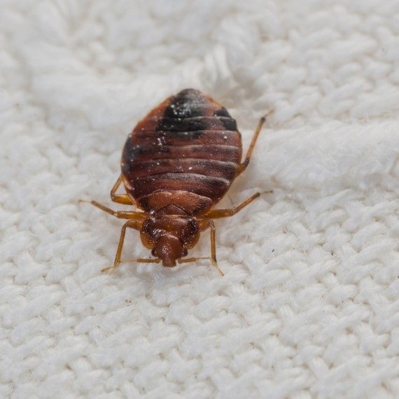 Bed Bugs, Pest Control in Southall, UB1, UB2. Call Now! 020 8166 9746