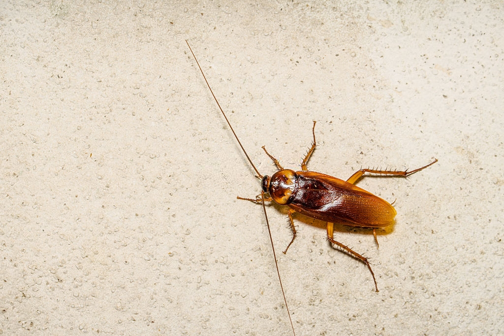 Cockroach Control, Pest Control in Southall, UB1, UB2. Call Now 020 8166 9746