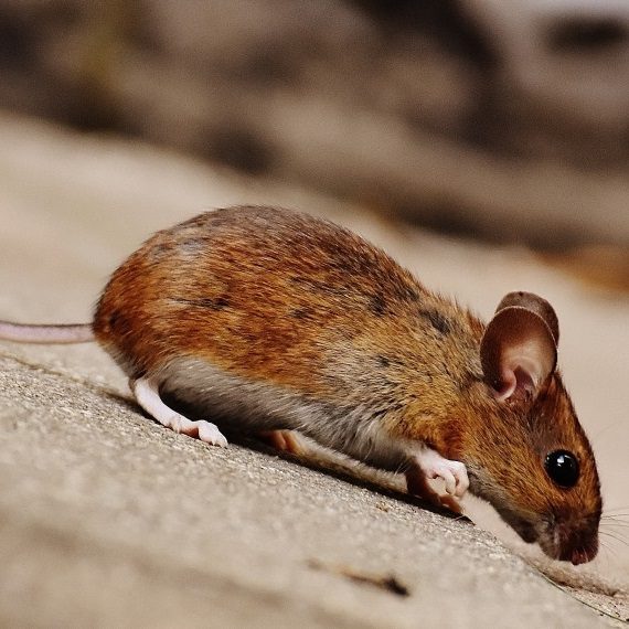 Mice, Pest Control in Southall, UB1, UB2. Call Now! 020 8166 9746