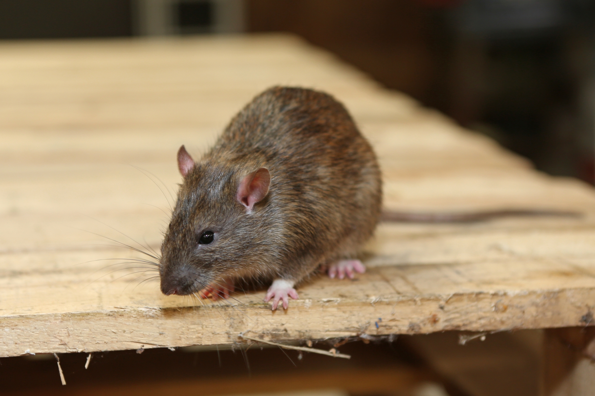 Rat extermination, Pest Control in Southall, UB1, UB2. Call Now 020 8166 9746