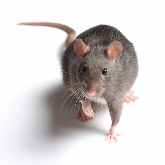 Rats, Pest Control in Southall, UB1, UB2. Call Now! 020 8166 9746