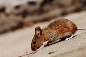 Mice Exterminator, Pest Control in Southall, UB1, UB2. Call Now 020 8166 9746