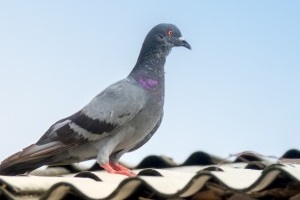 Pigeon Control, Pest Control in Southall, UB1, UB2. Call Now 020 8166 9746