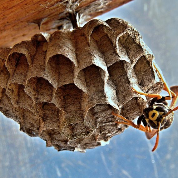 Wasps Nest, Pest Control in Southall, UB1, UB2. Call Now! 020 8166 9746