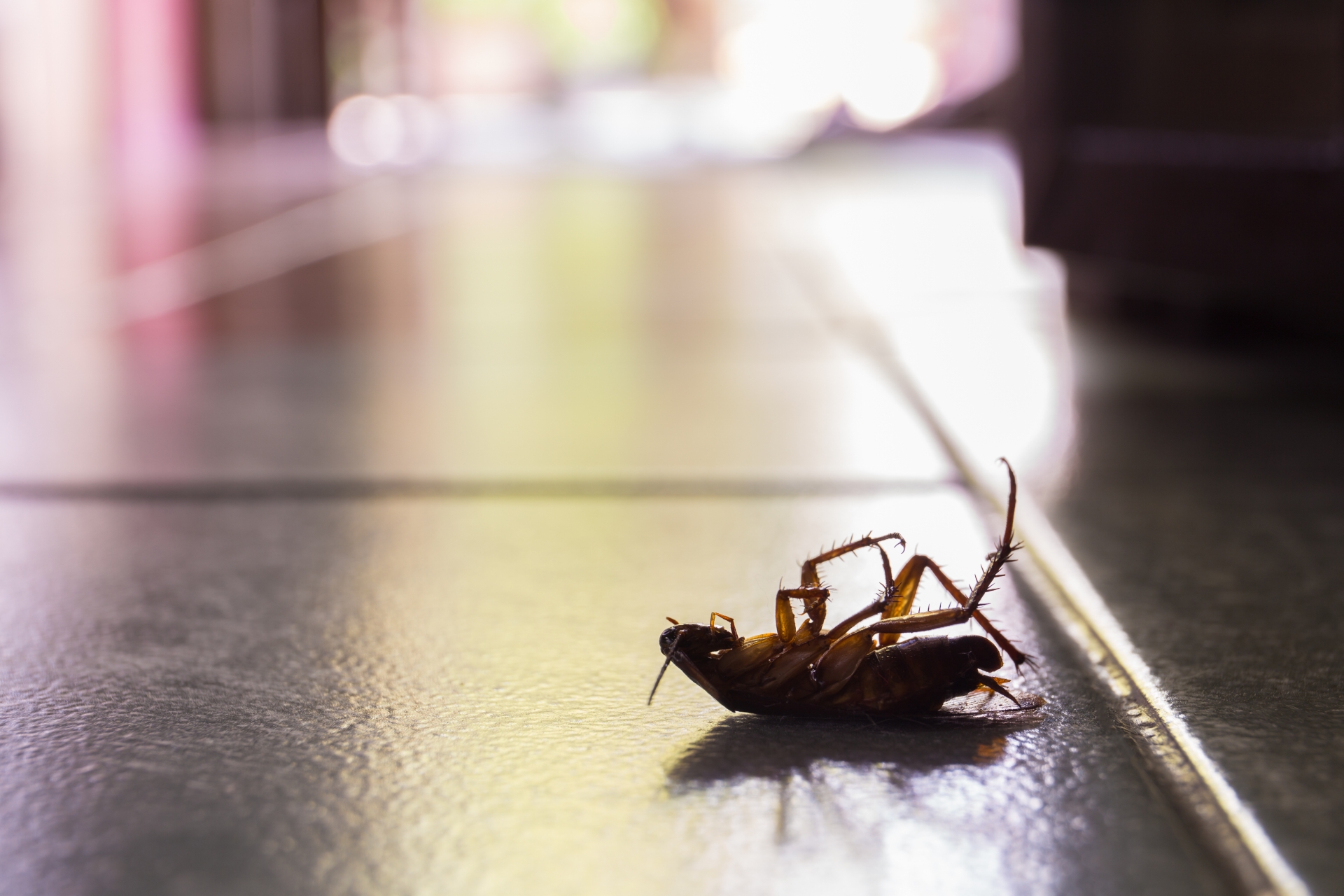 Cockroach Control, Pest Control in Southall, UB1, UB2. Call Now 020 8166 9746
